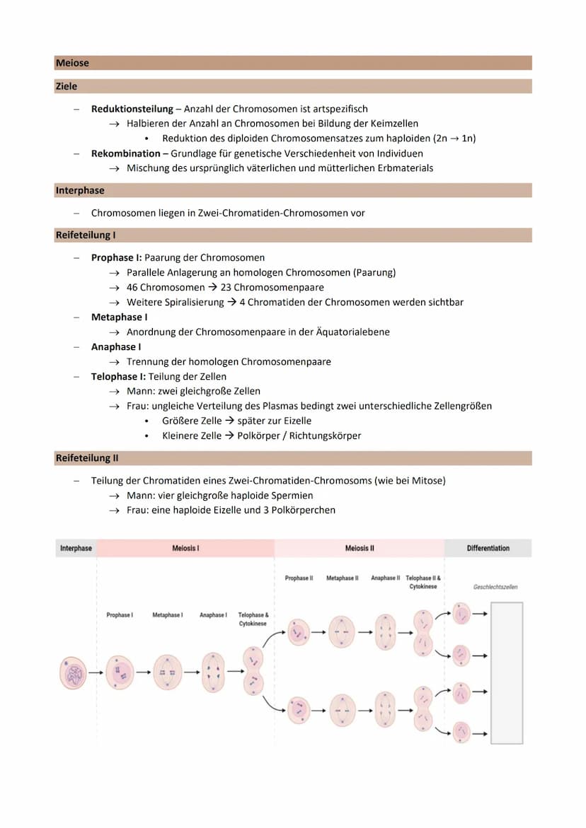 Thema 2: Genetik - Klassische Genetik
Chromosomentheorie
Erbinformation befindet sich auf den Chromosomen im Zellkern
1903 aufgestellt
Annah