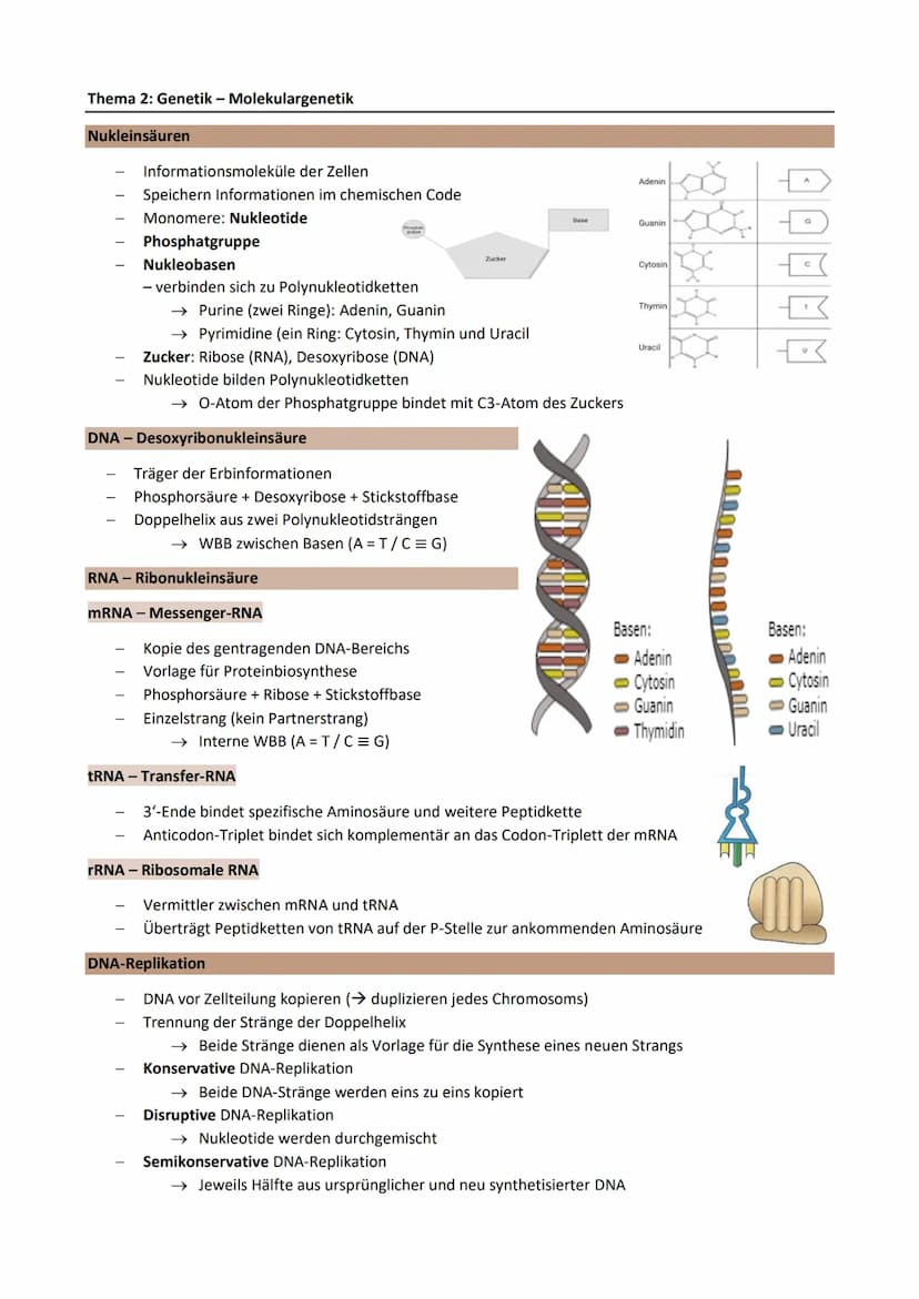 Thema 2: Genetik - Klassische Genetik
Chromosomentheorie
Erbinformation befindet sich auf den Chromosomen im Zellkern
1903 aufgestellt
Annah