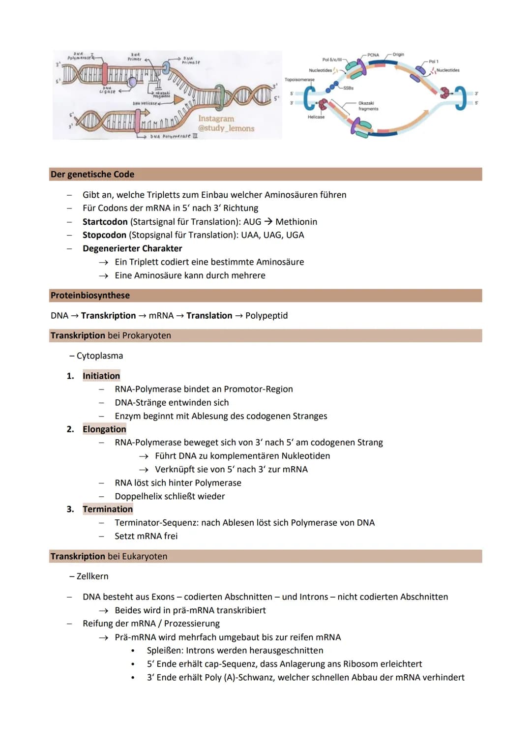 Thema 2: Genetik - Klassische Genetik
Chromosomentheorie
Erbinformation befindet sich auf den Chromosomen im Zellkern
1903 aufgestellt
Annah