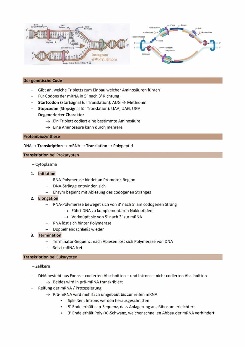 Thema 2: Genetik - Klassische Genetik
Chromosomentheorie
Erbinformation befindet sich auf den Chromosomen im Zellkern
1903 aufgestellt
Annah