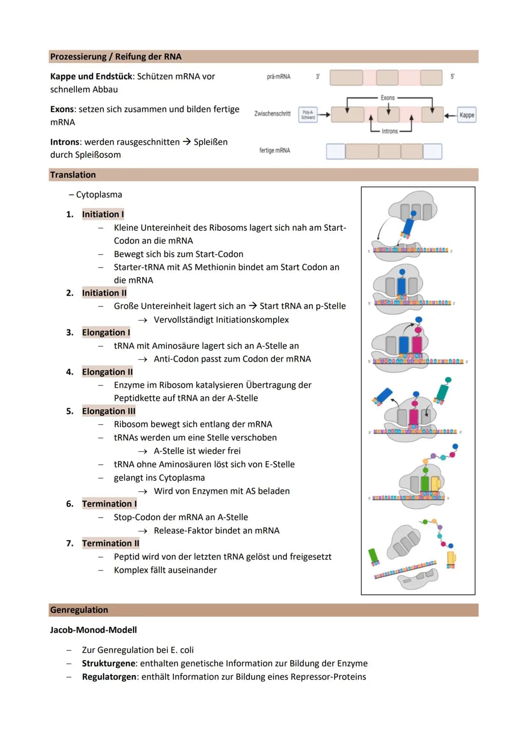 Thema 2: Genetik - Klassische Genetik
Chromosomentheorie
Erbinformation befindet sich auf den Chromosomen im Zellkern
1903 aufgestellt
Annah