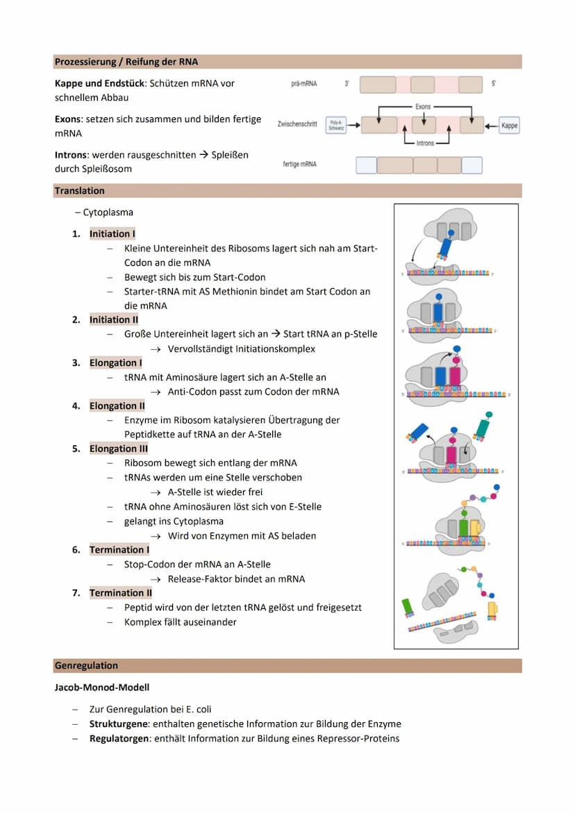 Thema 2: Genetik - Klassische Genetik
Chromosomentheorie
Erbinformation befindet sich auf den Chromosomen im Zellkern
1903 aufgestellt
Annah