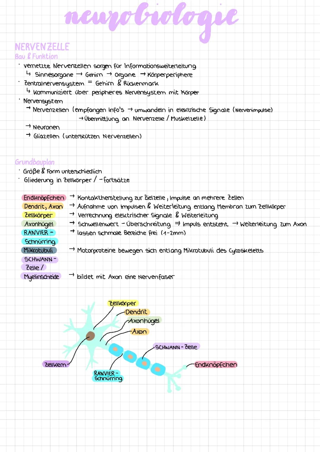 Neurobiologie 