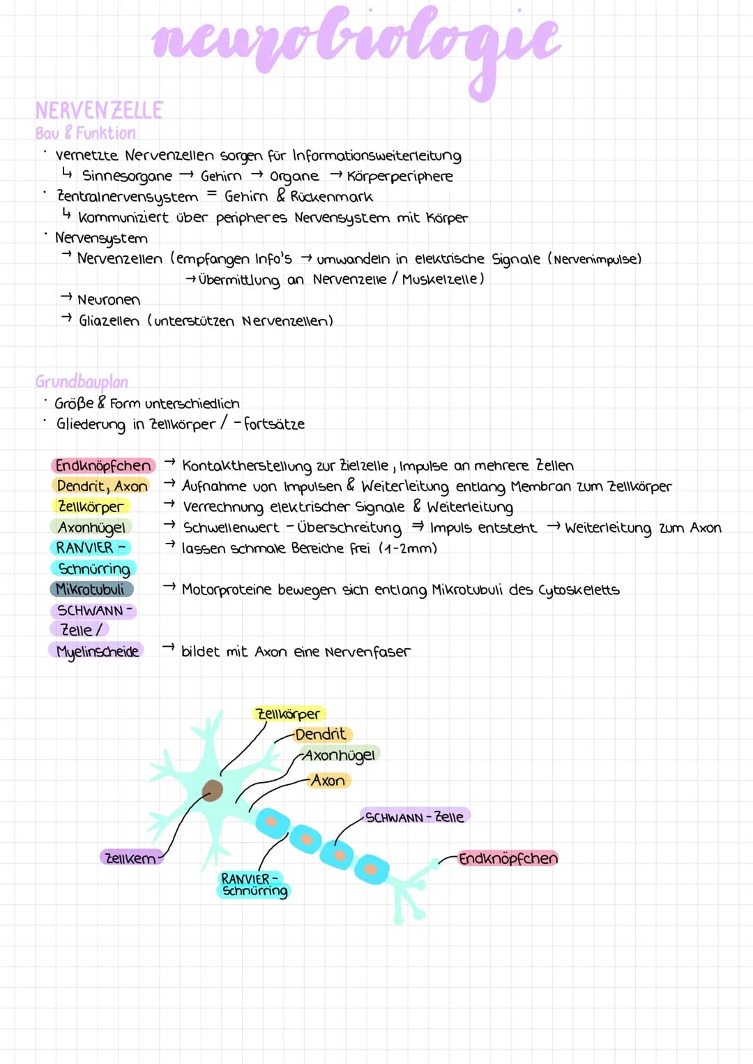 NERVENZELLE
Bau & Funktion
neurobiologie
vernetzte Nervenzellen sorgen für Informationsweiterleitung
↳ Sinnesorgane →Gehirn →Organe →Körperp