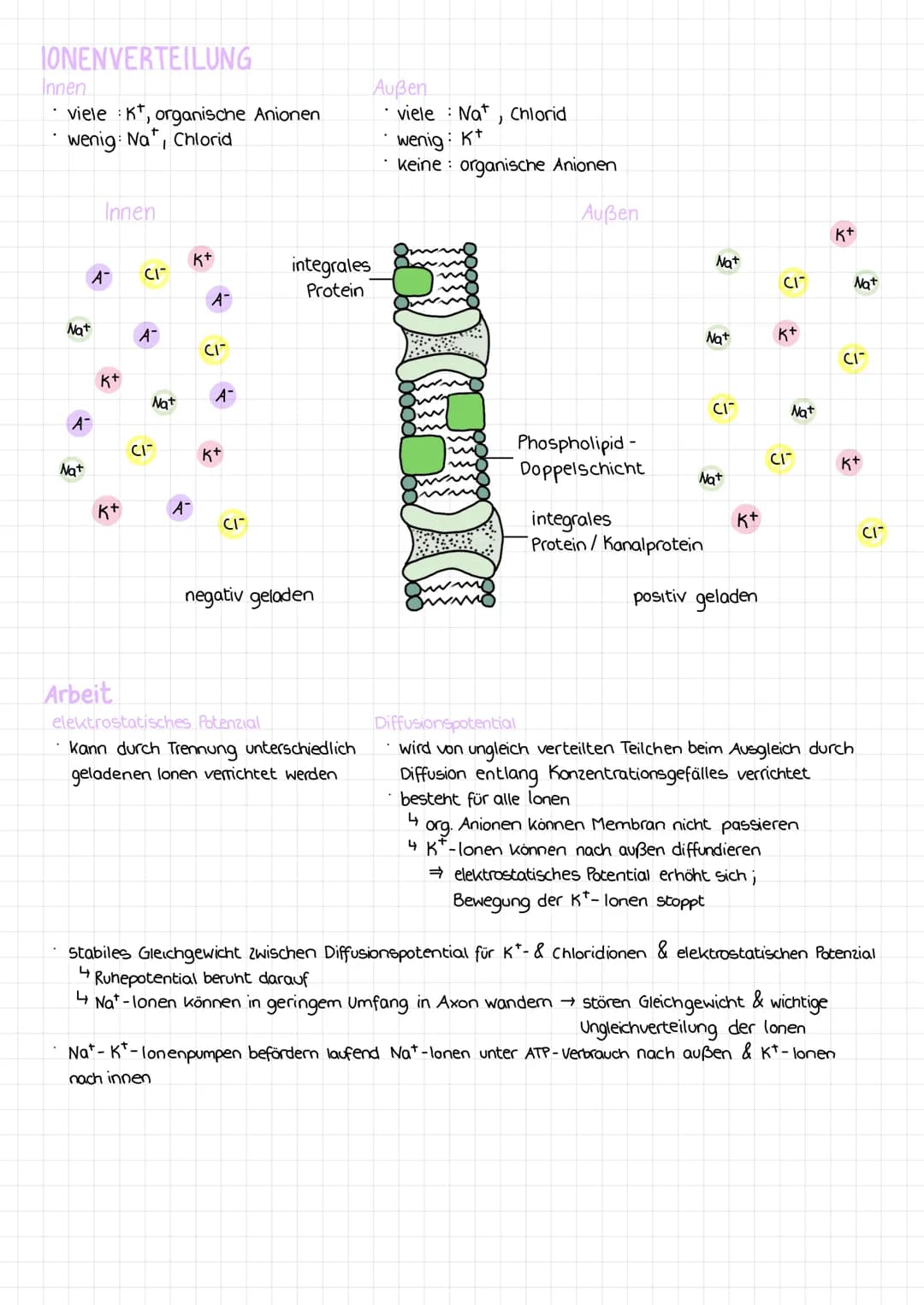 NERVENZELLE
Bau & Funktion
neurobiologie
vernetzte Nervenzellen sorgen für Informationsweiterleitung
↳ Sinnesorgane →Gehirn →Organe →Körperp