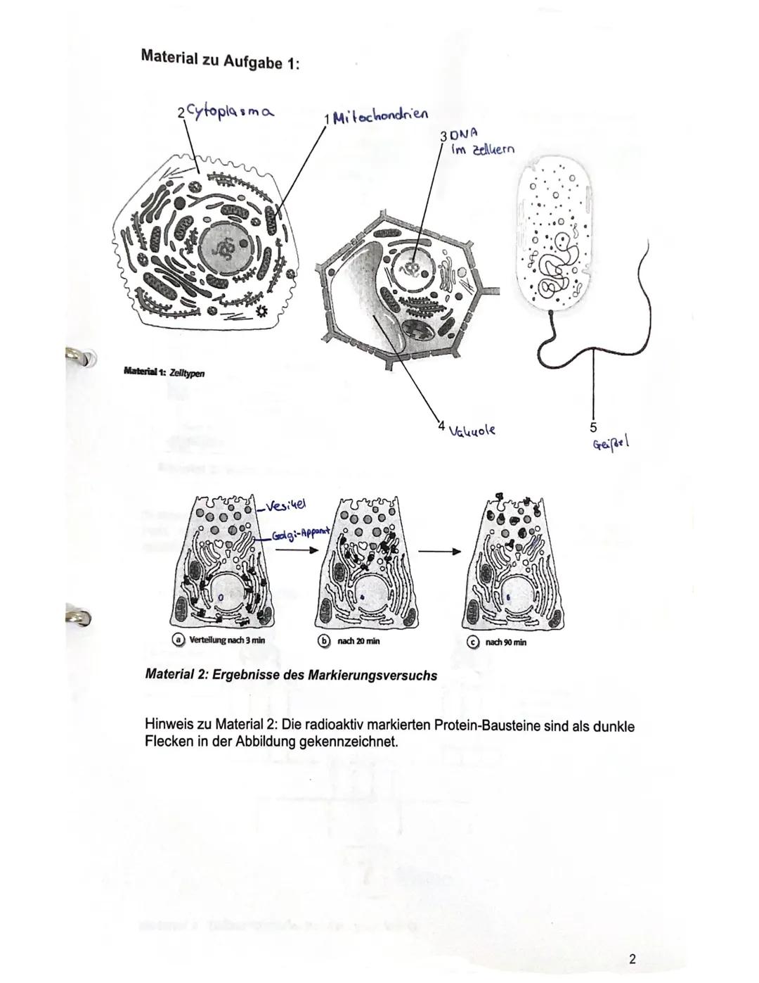 GK Biologie EF.1
1.3
Aufgabe 1: Zellbiologie und Methoden der Zellforschung
1.1
(6 Punkte)
In Material 1 sind drei verschiedene Zelltypen ab