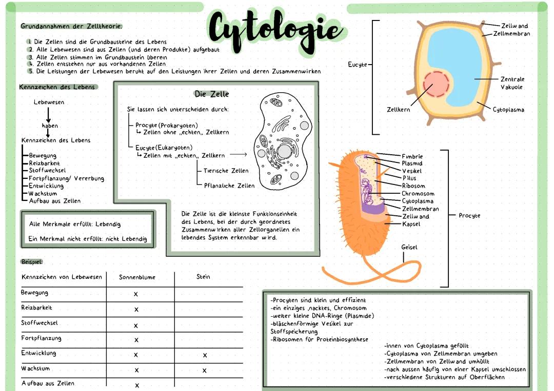 Eucyte und Procyte: Einfache Erklärungen und Vergleiche für Klasse 5