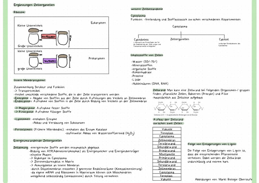 Grundannahmen der Zelltheorie:
Die Zellen sind die Grundbausteine des Lebens
2. Alle Lebewesen sind aus Zellen (und deren Produkte) aufgebau