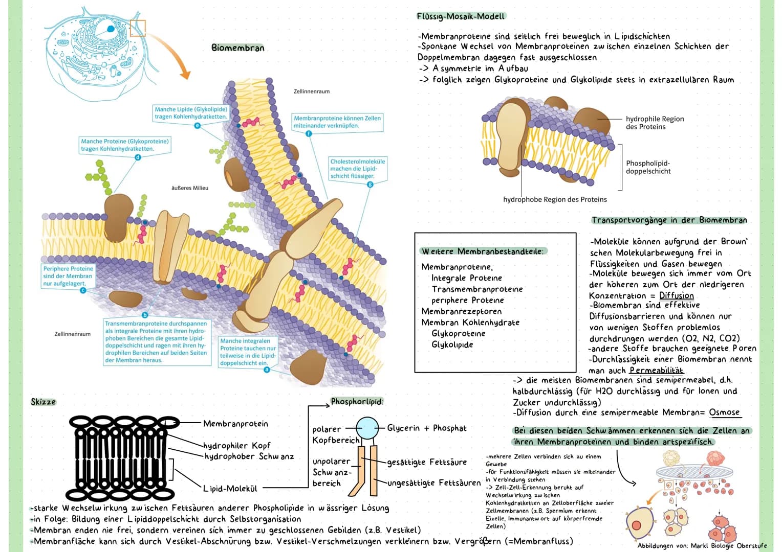 Grundannahmen der Zelltheorie:
Die Zellen sind die Grundbausteine des Lebens
2. Alle Lebewesen sind aus Zellen (und deren Produkte) aufgebau