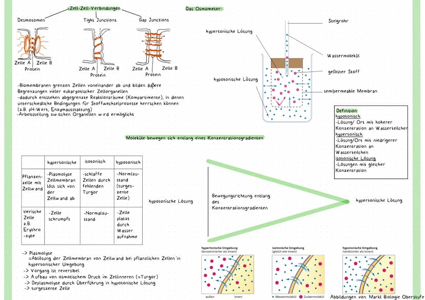 Grundannahmen der Zelltheorie:
Die Zellen sind die Grundbausteine des Lebens
2. Alle Lebewesen sind aus Zellen (und deren Produkte) aufgebau