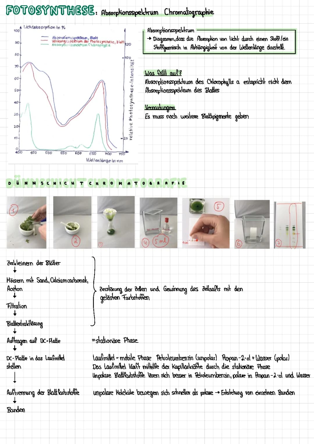 Fotosynthese: Absorptionsspektrum Chromatographie