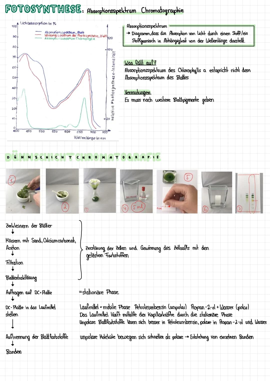 FOTOSYNTHESE: Absorptionsspektrum Chromatographie
100
A Lichtabsorption in %
30+
80
70.
60+
sot
40-
30-
20
10-
400
Absorptionsspektrum, Blat
