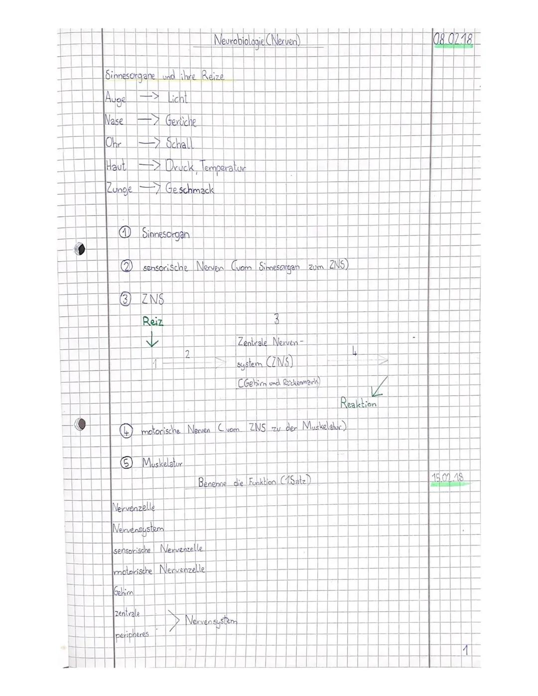 Neurobiologie (Nerven)