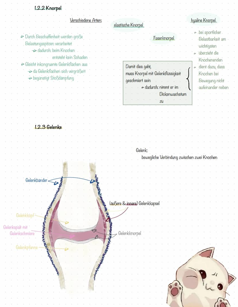 Sport
Kal
13/2 1 Sportmedizinische Grundlagen
1.1 Anatomie
aktive
Bewegungsapparat
gesamte Skelettmuskulatur
durch willkürliche.
→ Muskelkon