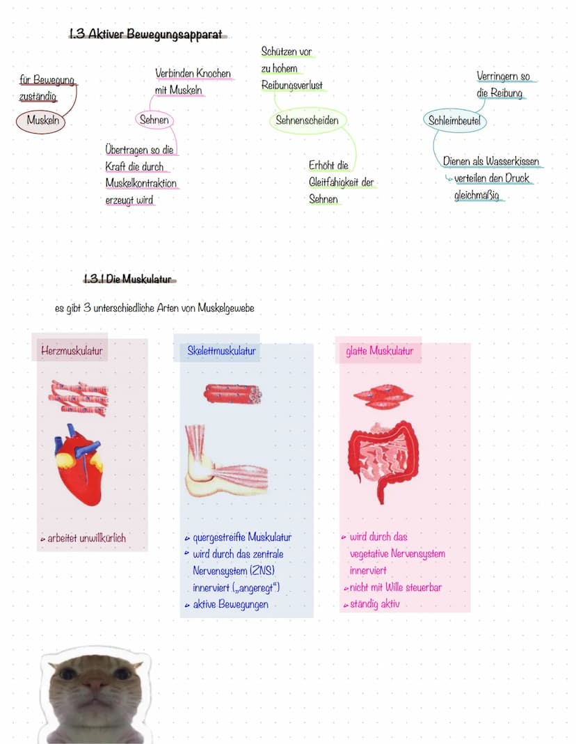 Sport
Kal
13/2 1 Sportmedizinische Grundlagen
1.1 Anatomie
aktive
Bewegungsapparat
gesamte Skelettmuskulatur
durch willkürliche.
→ Muskelkon