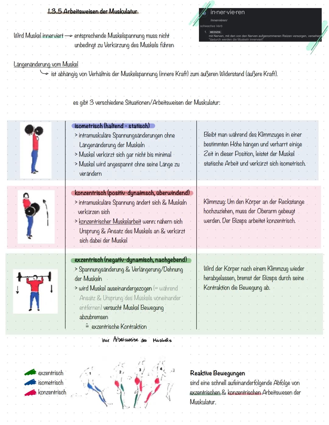 Sport
Kal
13/2 1 Sportmedizinische Grundlagen
1.1 Anatomie
aktive
Bewegungsapparat
gesamte Skelettmuskulatur
durch willkürliche.
→ Muskelkon