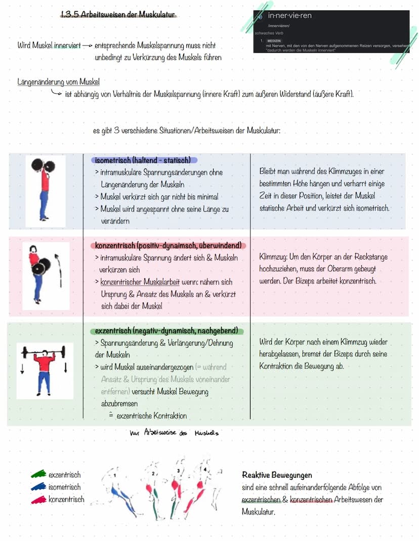 Sport
Kal
13/2 1 Sportmedizinische Grundlagen
1.1 Anatomie
aktive
Bewegungsapparat
gesamte Skelettmuskulatur
durch willkürliche.
→ Muskelkon