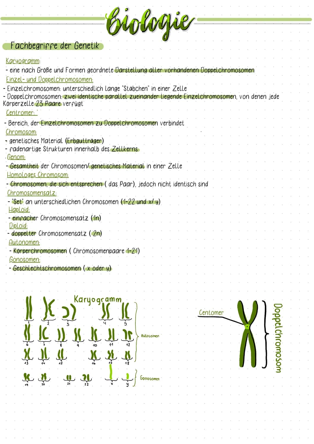 Fachbegriffe der Genetik
Karyogramm:
- eine nach Größe und Formen geordnete Darstellung aller vorhandenen Doppelchromosomen
Einzel- und Dopp