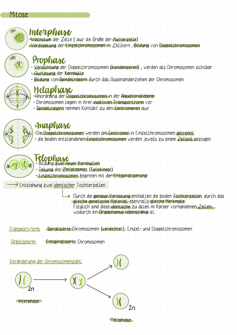 Fachbegriffe der Genetik
Karyogramm:
- eine nach Größe und Formen geordnete Darstellung aller vorhandenen Doppelchromosomen
Einzel- und Dopp