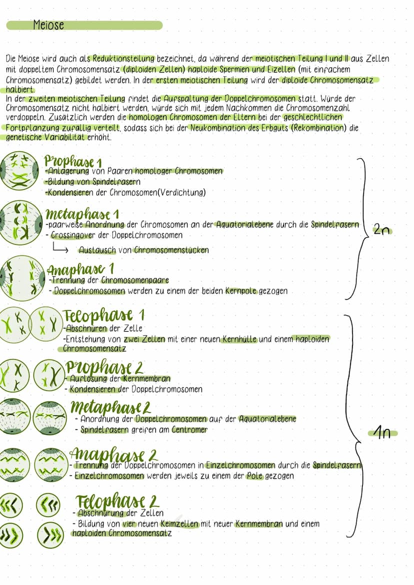 Fachbegriffe der Genetik
Karyogramm:
- eine nach Größe und Formen geordnete Darstellung aller vorhandenen Doppelchromosomen
Einzel- und Dopp