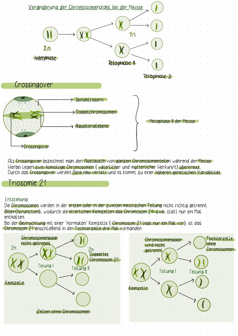 Fachbegriffe der Genetik
Karyogramm:
- eine nach Größe und Formen geordnete Darstellung aller vorhandenen Doppelchromosomen
Einzel- und Dopp