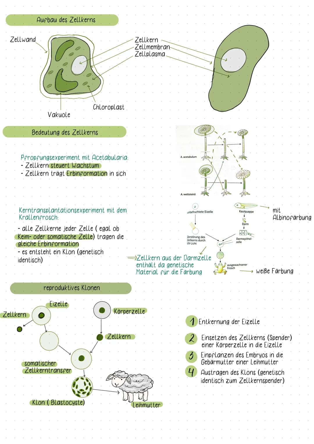 Fachbegriffe der Genetik
Karyogramm:
- eine nach Größe und Formen geordnete Darstellung aller vorhandenen Doppelchromosomen
Einzel- und Dopp