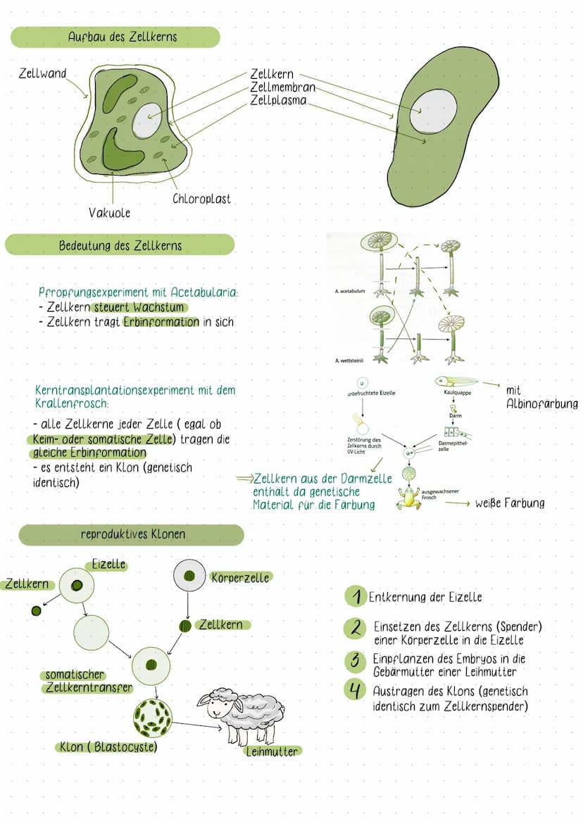 Fachbegriffe der Genetik
Karyogramm:
- eine nach Größe und Formen geordnete Darstellung aller vorhandenen Doppelchromosomen
Einzel- und Dopp