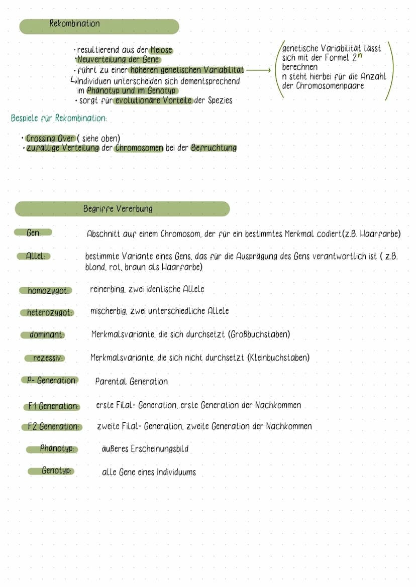Fachbegriffe der Genetik
Karyogramm:
- eine nach Größe und Formen geordnete Darstellung aller vorhandenen Doppelchromosomen
Einzel- und Dopp