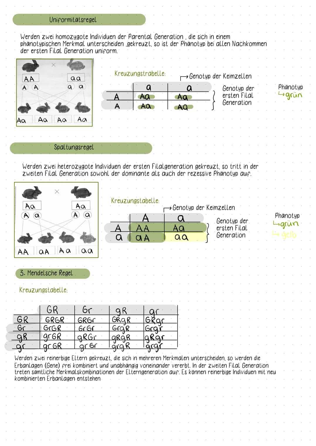 Fachbegriffe der Genetik
Karyogramm:
- eine nach Größe und Formen geordnete Darstellung aller vorhandenen Doppelchromosomen
Einzel- und Dopp