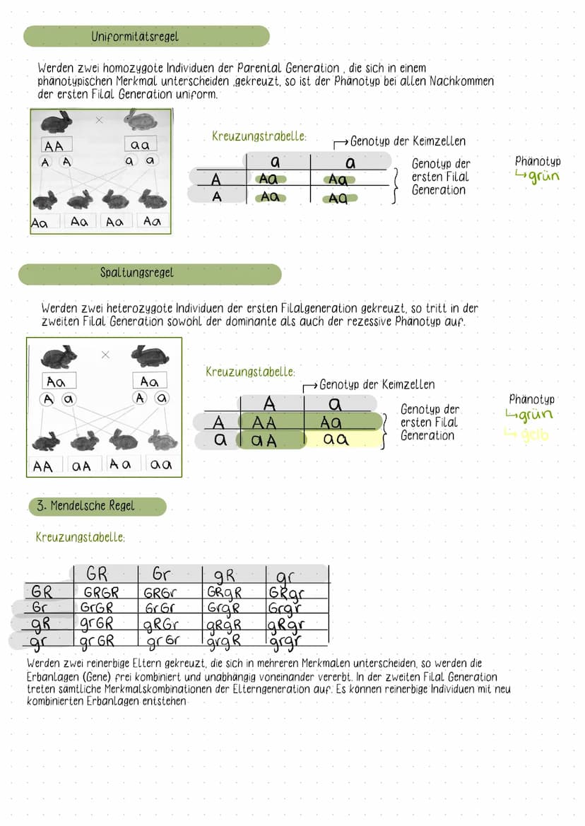 Fachbegriffe der Genetik
Karyogramm:
- eine nach Größe und Formen geordnete Darstellung aller vorhandenen Doppelchromosomen
Einzel- und Dopp