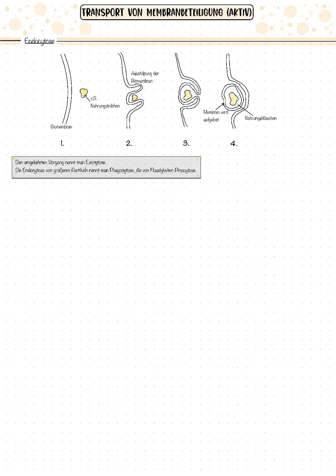 Transport von Membranbeteilgung (aktiv)