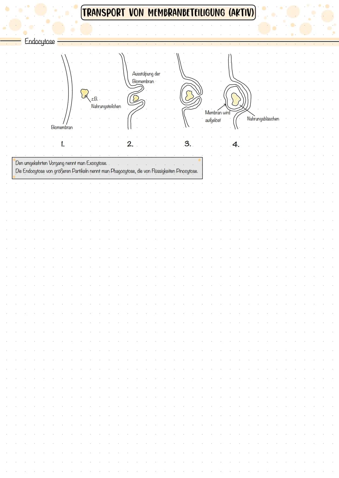 Endocytose
Biomembran
1.
TRANSPORT VON MEMBRANBETEILIGUNG (AKTIV)
2₂
z.B.
Nahrungsteilchen
Ausstülpung der
Biomembran
2.
3.
Den umgekehrten 
