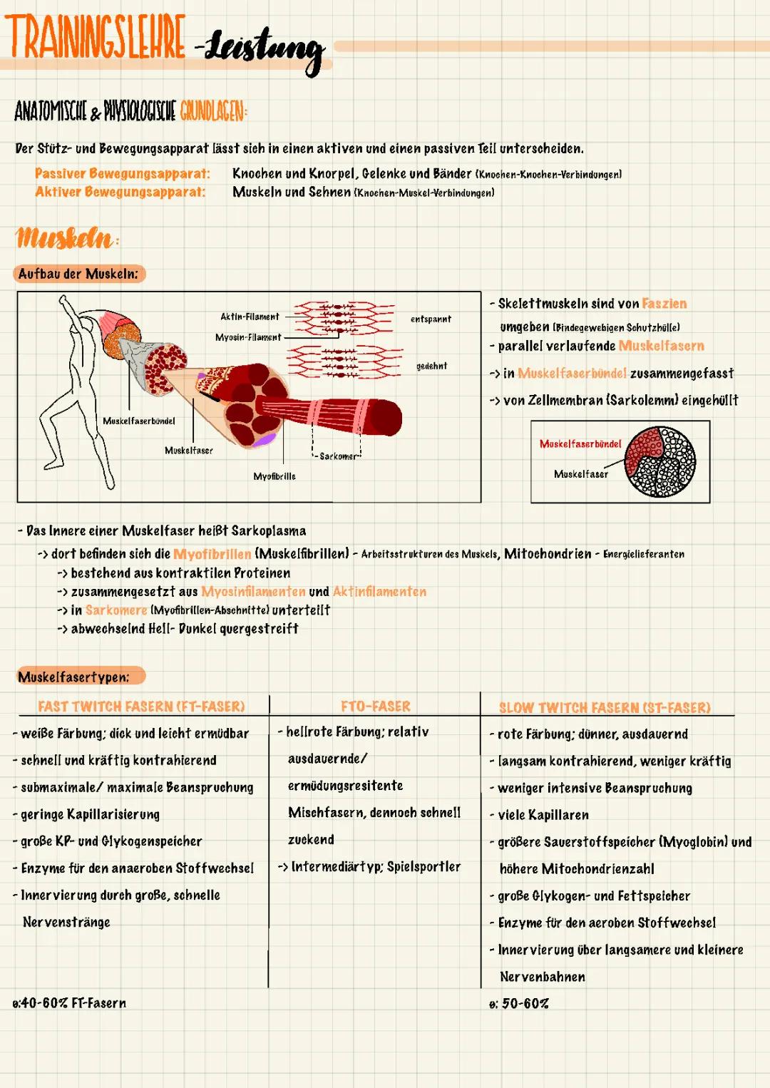 Muskelfasern: Typ 1 vs Typ 2 – Unterschiede, Trainings und Funktionen einfach erklärt