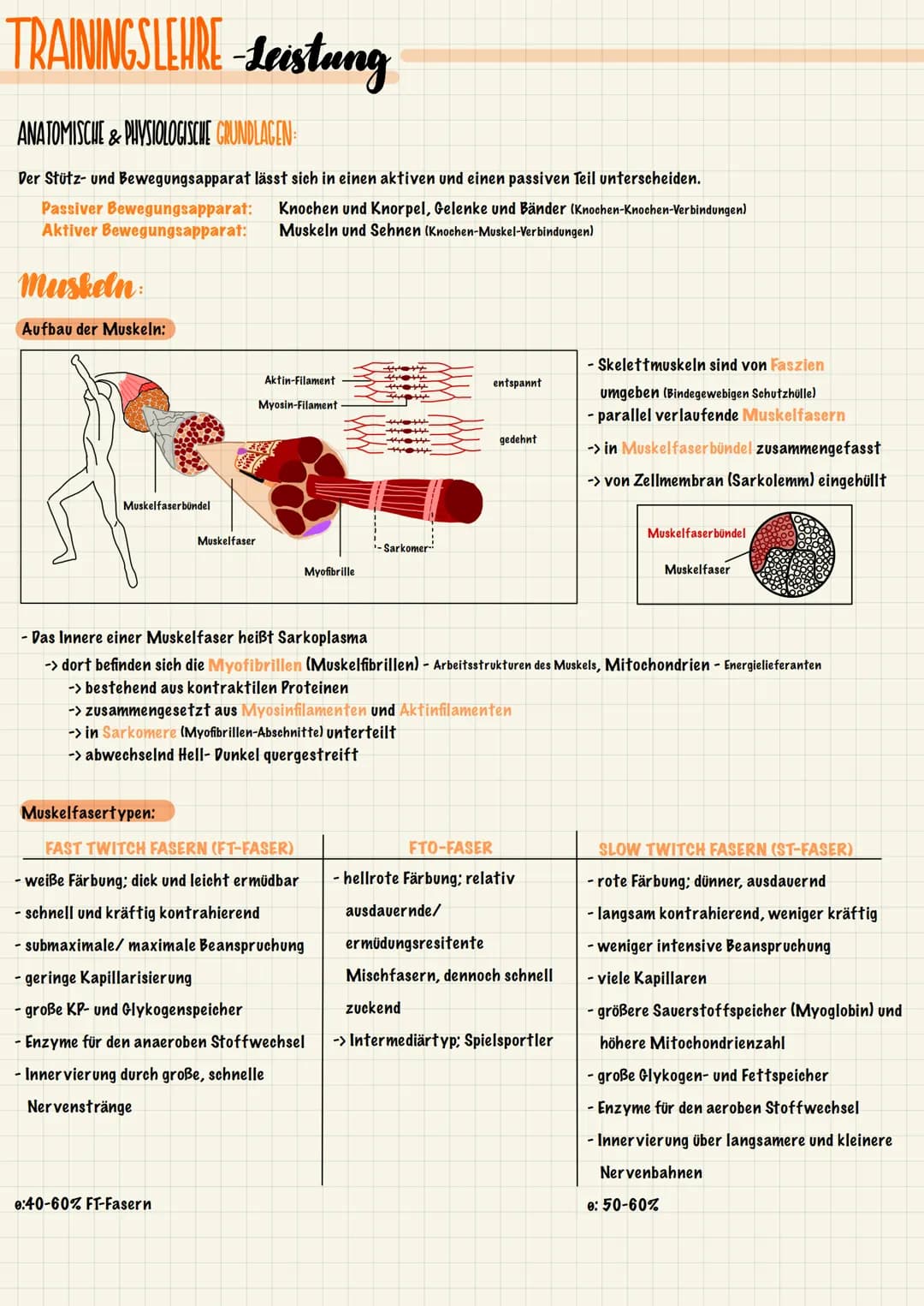 TRAININGSLEURE-Leistung
ANATOMISCHE & PHYSIOLOGISCHE GRUNDLAGEN
Der Stütz- und Bewegungsapparat lässt sich in einen aktiven und einen passiv