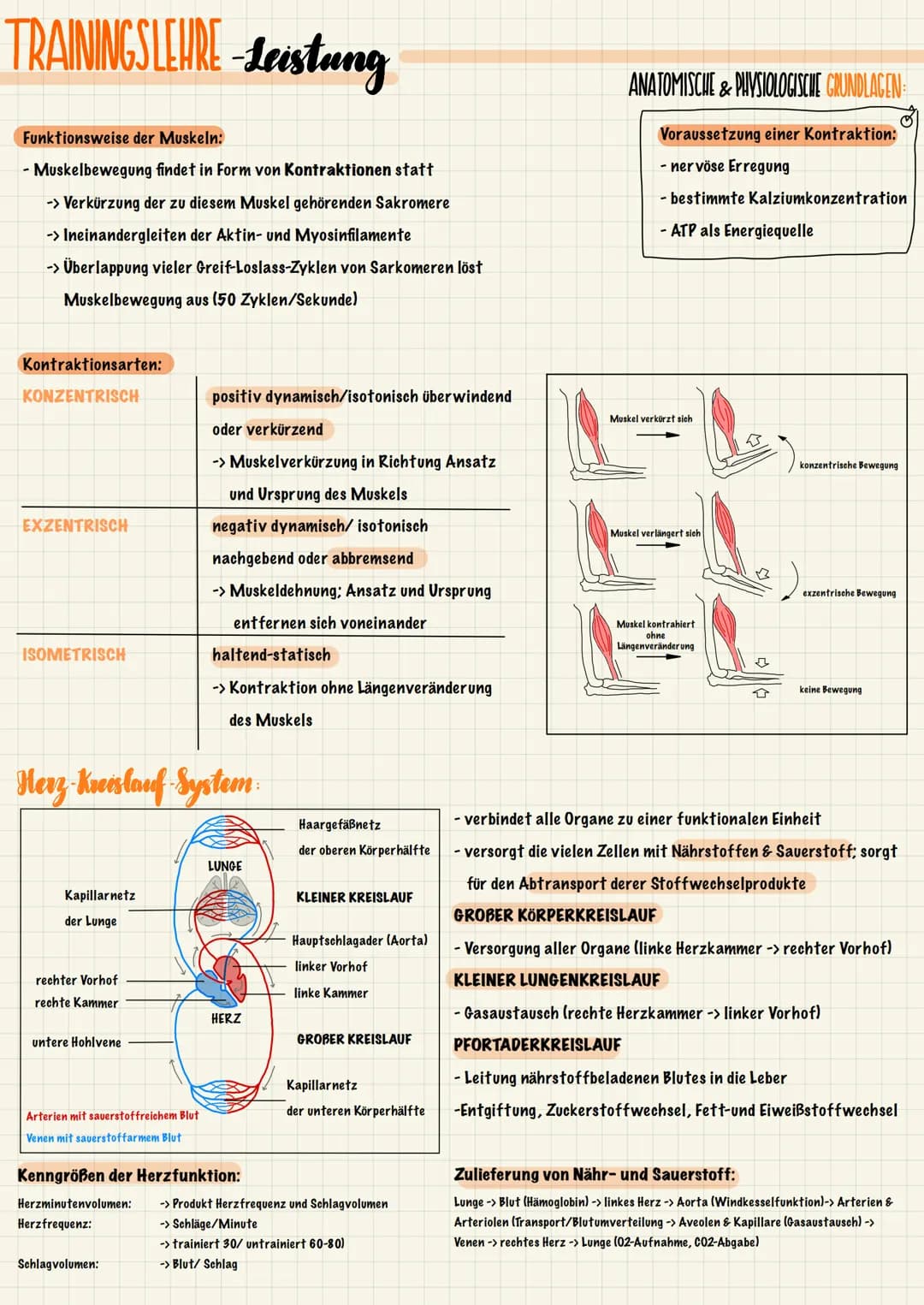 TRAININGSLEURE-Leistung
ANATOMISCHE & PHYSIOLOGISCHE GRUNDLAGEN
Der Stütz- und Bewegungsapparat lässt sich in einen aktiven und einen passiv