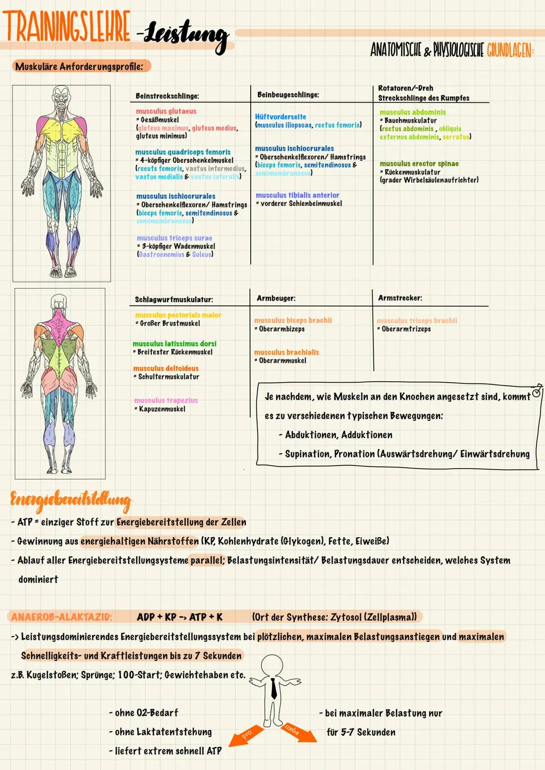 TRAININGSLEURE-Leistung
ANATOMISCHE & PHYSIOLOGISCHE GRUNDLAGEN
Der Stütz- und Bewegungsapparat lässt sich in einen aktiven und einen passiv