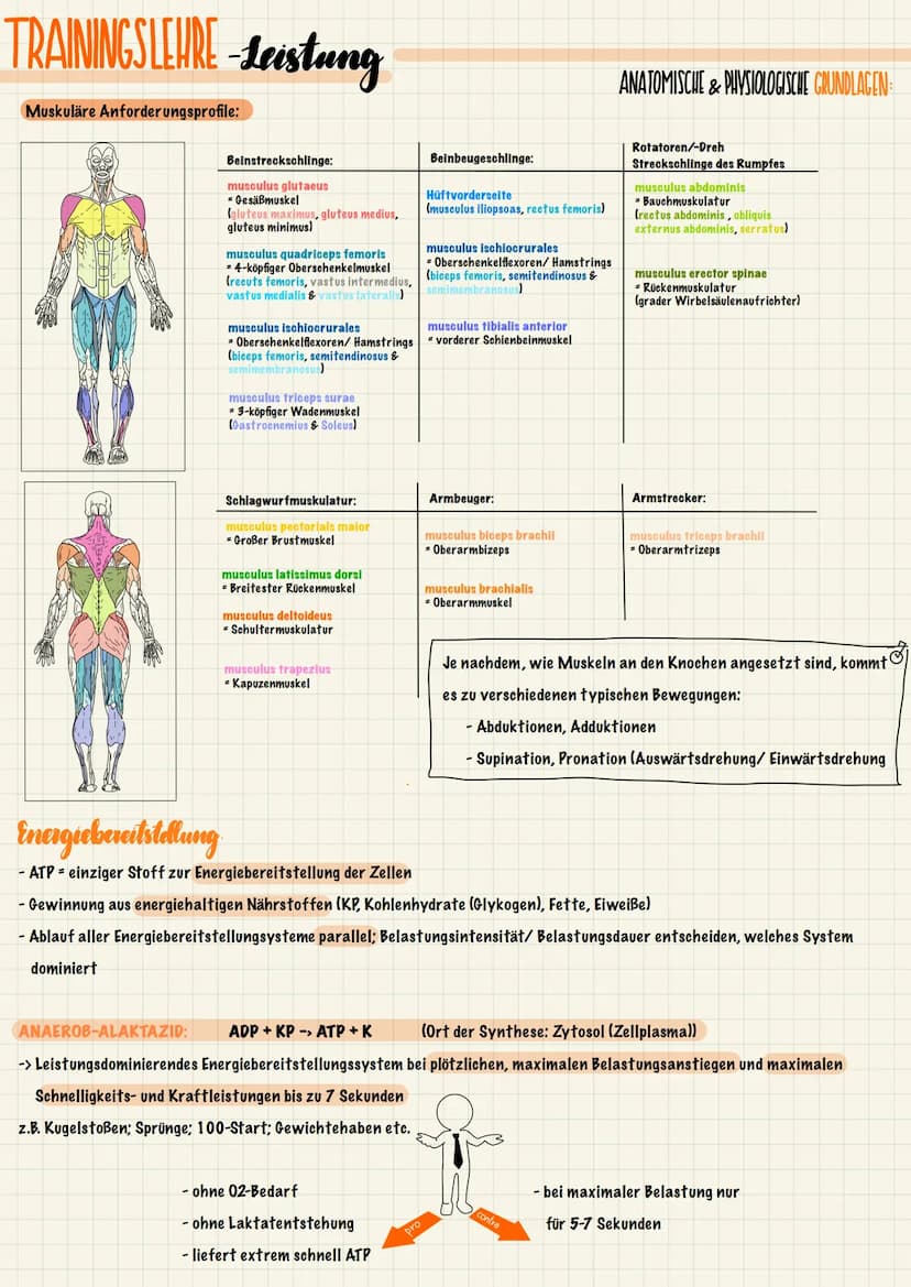 TRAININGSLEURE-Leistung
ANATOMISCHE & PHYSIOLOGISCHE GRUNDLAGEN
Der Stütz- und Bewegungsapparat lässt sich in einen aktiven und einen passiv