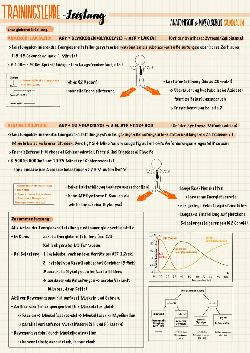 TRAININGSLEURE-Leistung
ANATOMISCHE & PHYSIOLOGISCHE GRUNDLAGEN
Der Stütz- und Bewegungsapparat lässt sich in einen aktiven und einen passiv