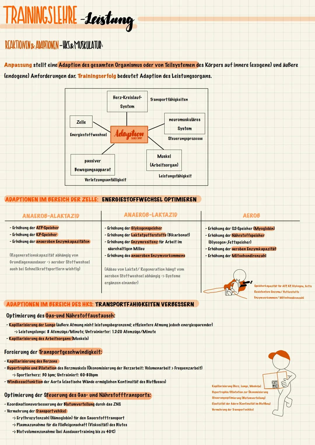 TRAININGSLEURE-Leistung
ANATOMISCHE & PHYSIOLOGISCHE GRUNDLAGEN
Der Stütz- und Bewegungsapparat lässt sich in einen aktiven und einen passiv