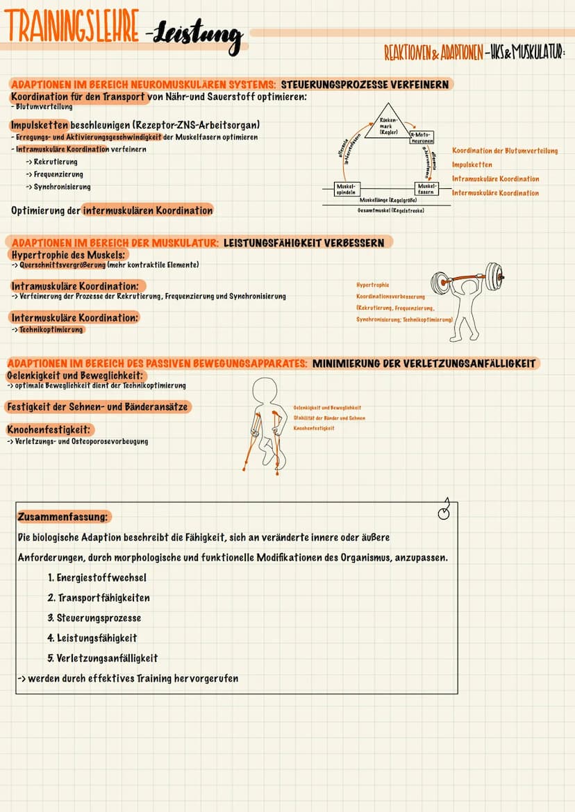 TRAININGSLEURE-Leistung
ANATOMISCHE & PHYSIOLOGISCHE GRUNDLAGEN
Der Stütz- und Bewegungsapparat lässt sich in einen aktiven und einen passiv