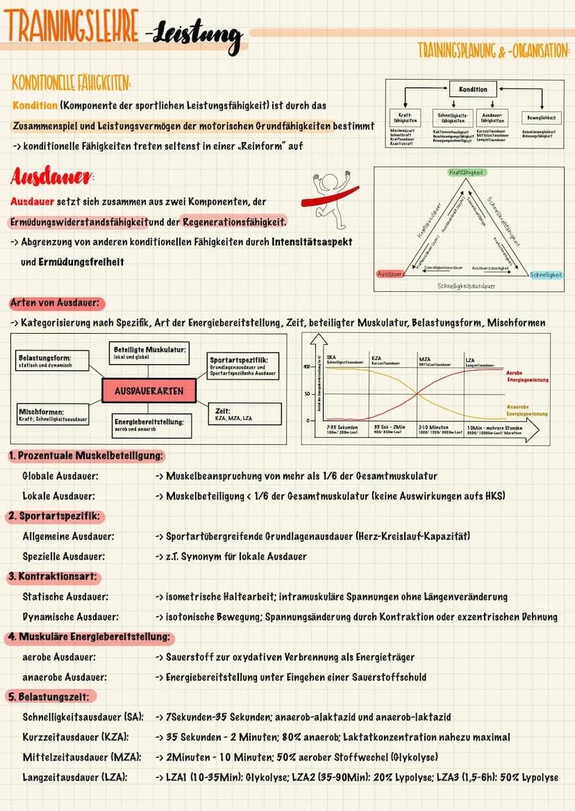 TRAININGSLEURE-Leistung
ANATOMISCHE & PHYSIOLOGISCHE GRUNDLAGEN
Der Stütz- und Bewegungsapparat lässt sich in einen aktiven und einen passiv