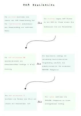 Know DNA Replikation fließdiagramm  thumbnail