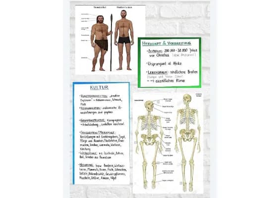 Know Neandertaler --> die wichtigsten Infos thumbnail