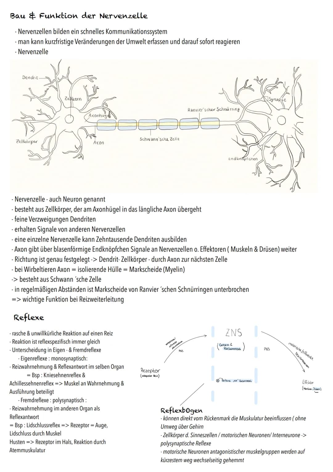 Q3
Neurobiologie BIOLOGY Abitur Checkliste - Themenübersicht
Neurobiologie
Bau und Funktion der Nervenzelle: Ruhepotenzial, Aktionspotenzial