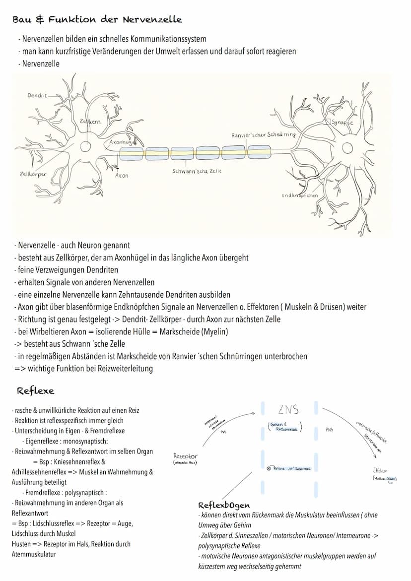 Q3
Neurobiologie BIOLOGY Abitur Checkliste - Themenübersicht
Neurobiologie
Bau und Funktion der Nervenzelle: Ruhepotenzial, Aktionspotenzial