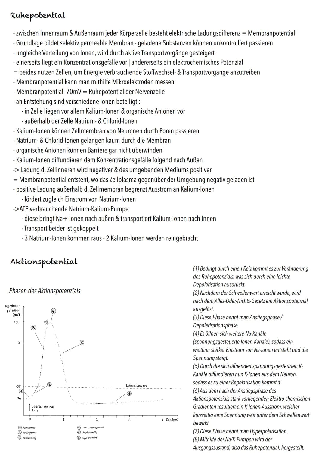 Q3
Neurobiologie BIOLOGY Abitur Checkliste - Themenübersicht
Neurobiologie
Bau und Funktion der Nervenzelle: Ruhepotenzial, Aktionspotenzial