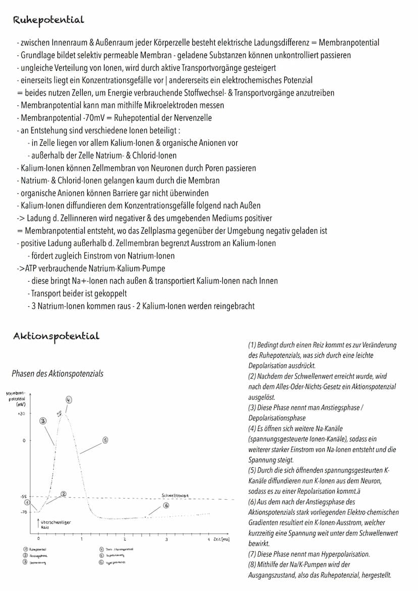 Q3
Neurobiologie BIOLOGY Abitur Checkliste - Themenübersicht
Neurobiologie
Bau und Funktion der Nervenzelle: Ruhepotenzial, Aktionspotenzial