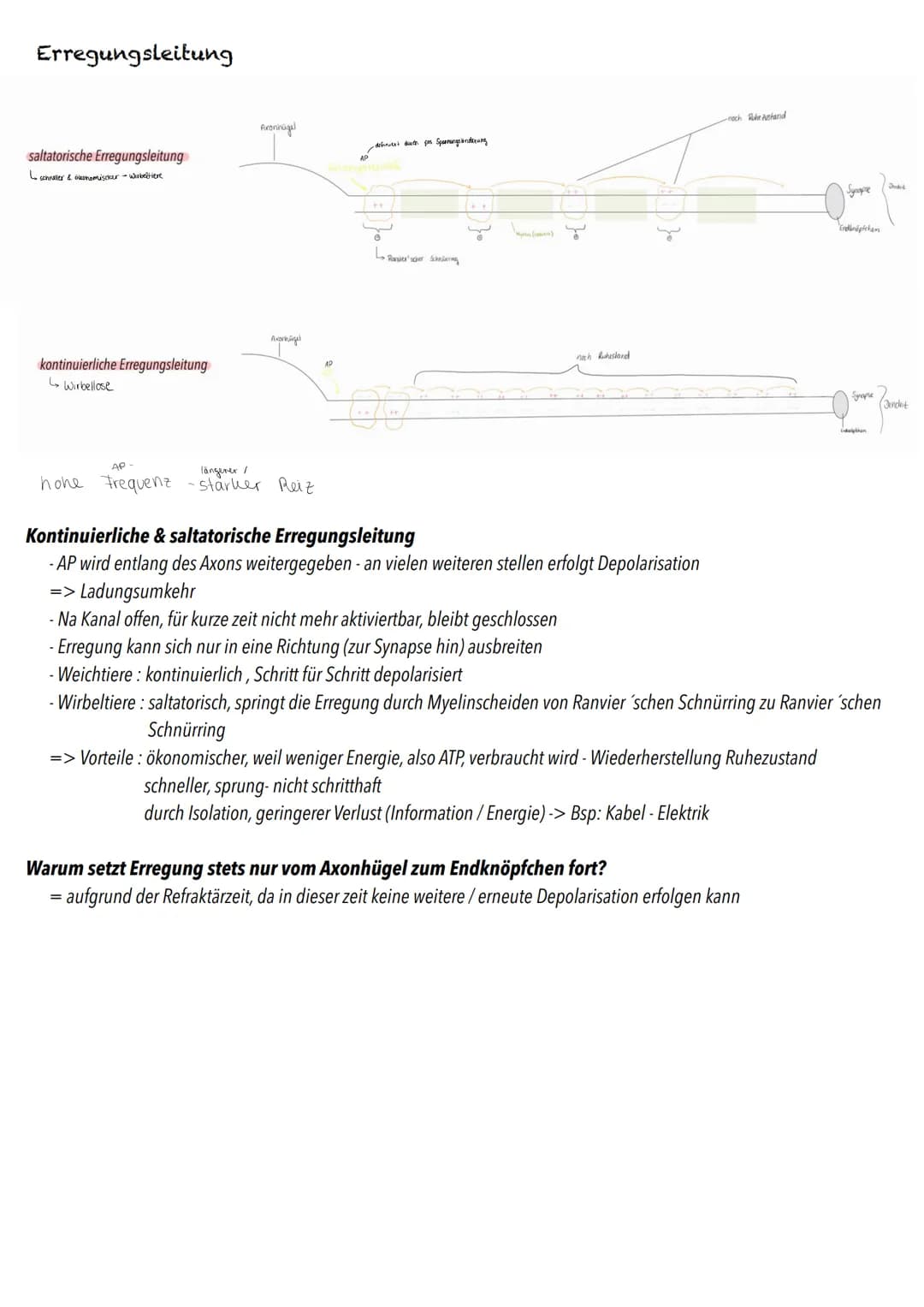 Q3
Neurobiologie BIOLOGY Abitur Checkliste - Themenübersicht
Neurobiologie
Bau und Funktion der Nervenzelle: Ruhepotenzial, Aktionspotenzial