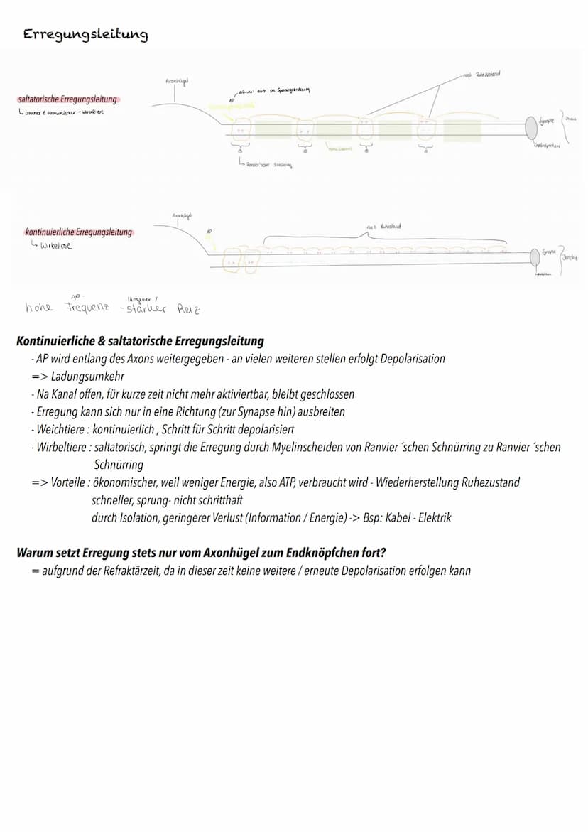 Q3
Neurobiologie BIOLOGY Abitur Checkliste - Themenübersicht
Neurobiologie
Bau und Funktion der Nervenzelle: Ruhepotenzial, Aktionspotenzial