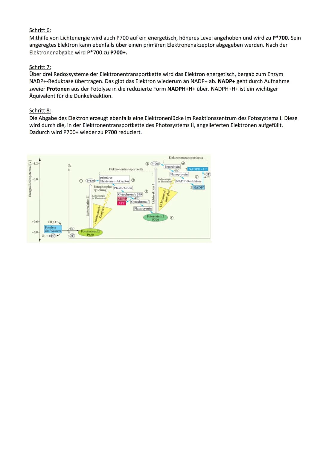 Photosynthese:
Biologie Lernzettel: Photosynthese
1. Vorbereitung Photosynthese
1.1. Blattaufbau
1.2. Stomata..
2. Definition Photosynthese.
